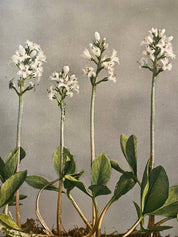 Garden Stories Candle