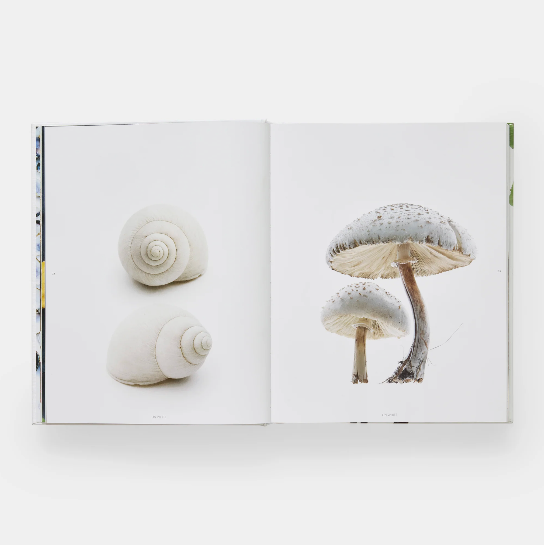 Still: The Art of Noticing