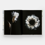 Still: The Art of Noticing