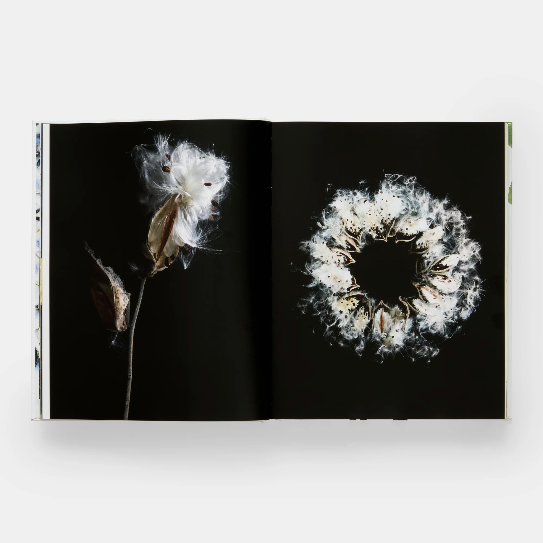 Still: The Art of Noticing