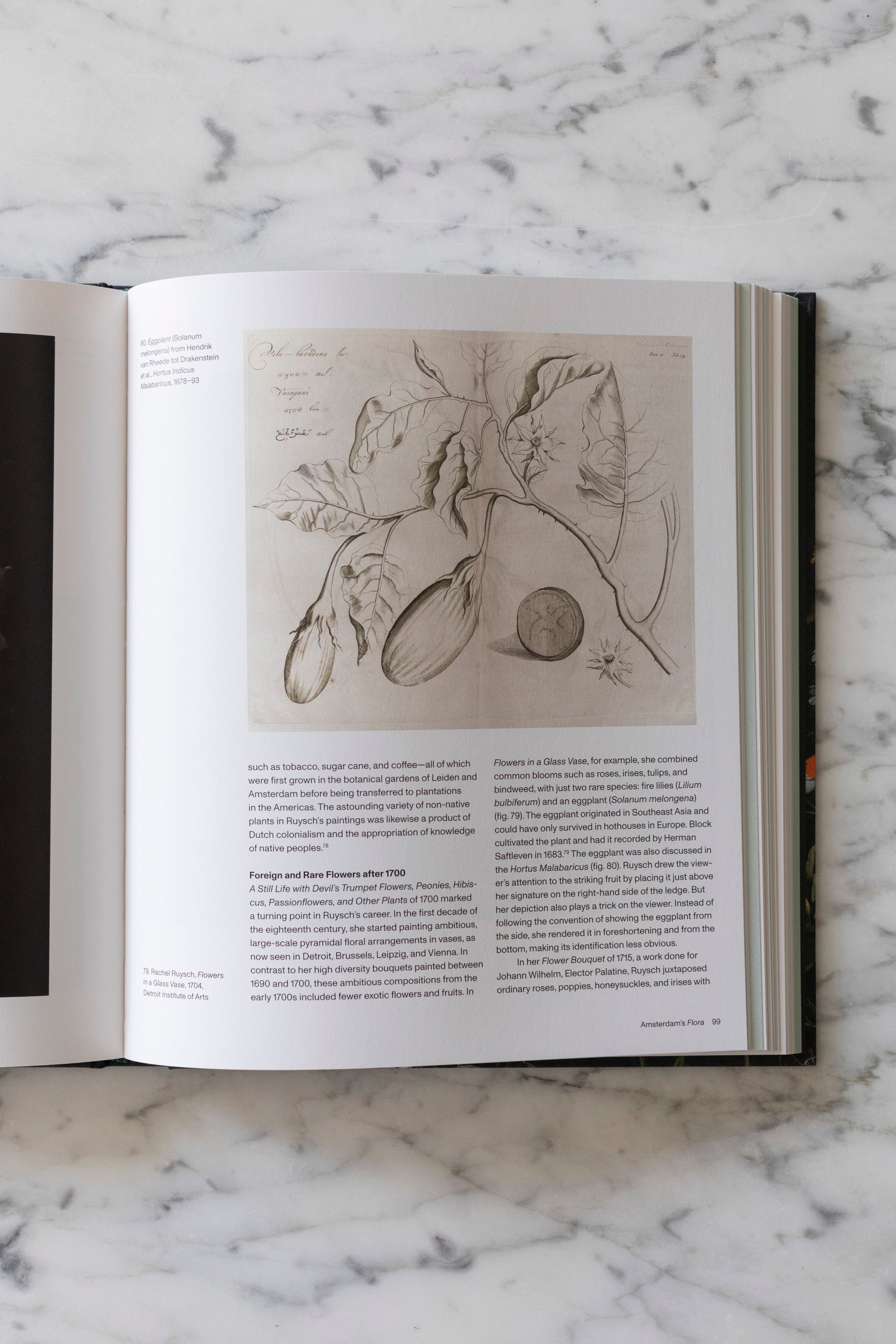 Rachel Ruysch: Nature int Art