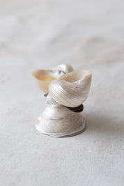 Vintage Double Shell Souvenir