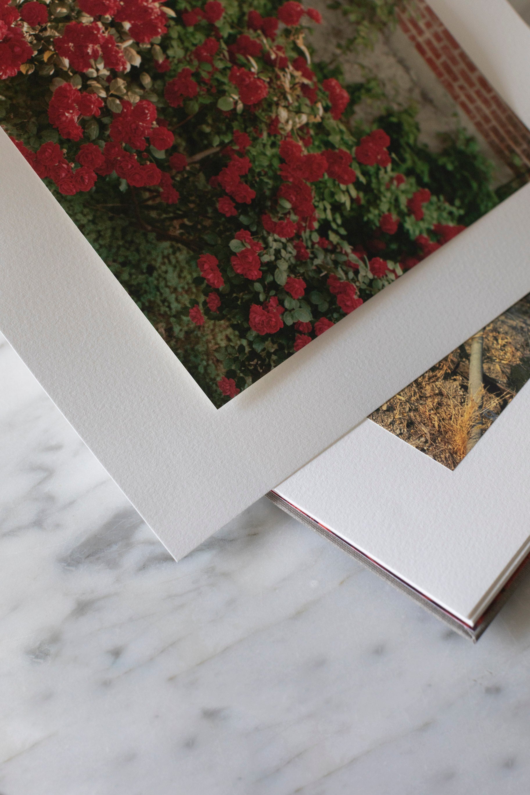 William Eggleston: Flowers